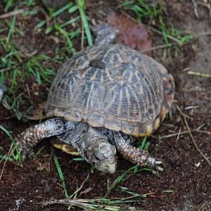 Desert Box Turtle