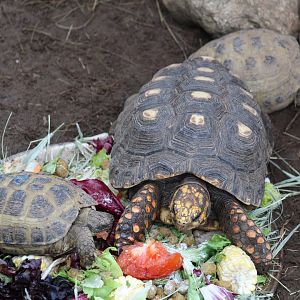 Red-Footed Tortoise & Russian Tortoises
