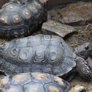 Burmese Mountain Tortoise