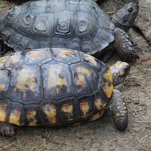 Yellow-Footed Tortoise