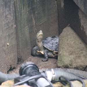 Chinese Stripe-Necked Turtle