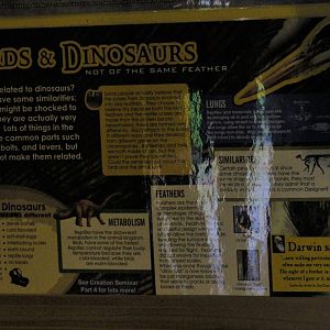 Really Bizarre Anti-Evolution(?) Dinosaur vs Bird Poster