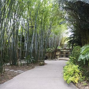 Jan. 2022 - Land of the Tiger - Path to Babirusa/Asian Small-clawed Otter Exhibit