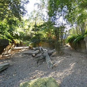 Jan. 2022 - Land of the Tiger - Visayan Warty Pig Exhibit