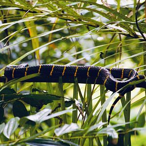 Wild Gold-Ringed Catsnake (Boiga melanota)