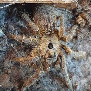 Greater horned baboon spider