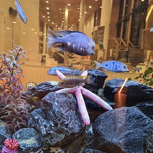 Mixed cichlid tank
