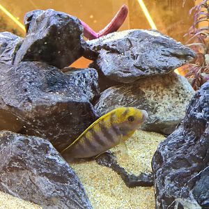 Mixed cichlid tank