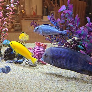 Mixed cichlid tank