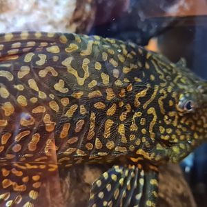 Large pleco