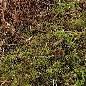 Terrible picture of a brown rat