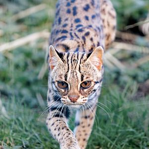 Indochinese Leopard Cat / 24-1-22 / Thrigby Hall