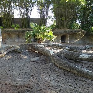 Jan. 2022 - Land of the Tiger - Visayan Warty Pig Exhibit
