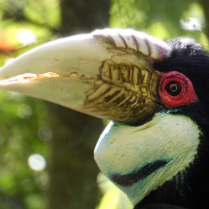 Jan. 2022 - Land of the Tiger - Wreathed Hornbill