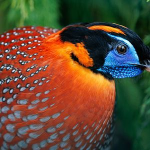 Temminck's Tragopan / 21-1-22 / Thrigby Hall
