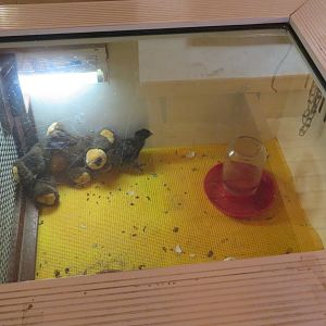 Bantam Chick in Incubator