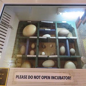 Egg Display in Incubator