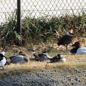 Assorted Waterfowl