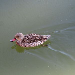Cape Teal