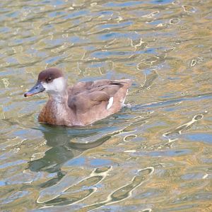 Red-crested Pochard (Female)