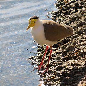 Masked Lapwing