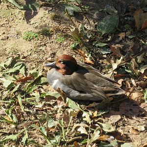 Green-winged Teal
