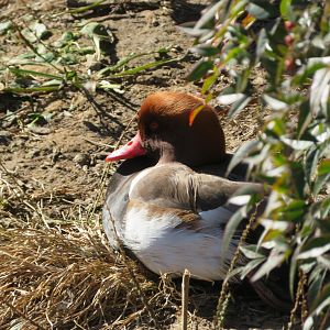 Red-crested Pochard (Male)