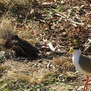 Cinnamon Teal and Masked Lapwing