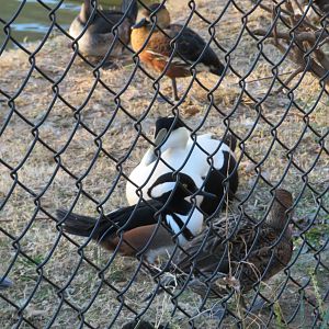 Eider and Other Waterfowl