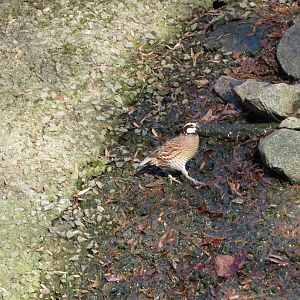 Bobwhite Quail
