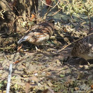 Bobwhite Quail