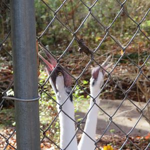 Whooping Cranes Whooping