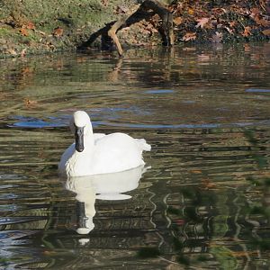 Tundra Swan