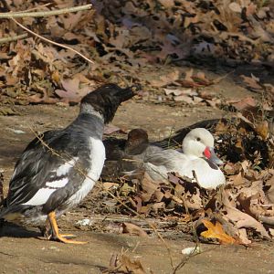 White-cheeked Pintail and Goldeneye
