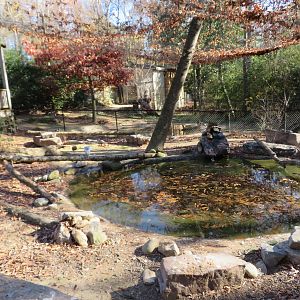 South American Waterfowl Yard