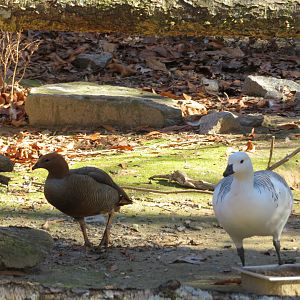 Ruddy-headed Goose and Upland Goose