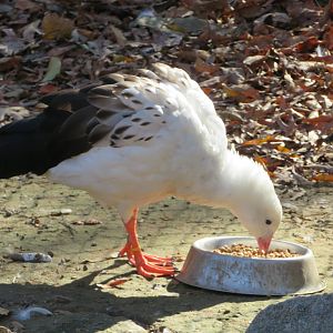Andean Goose