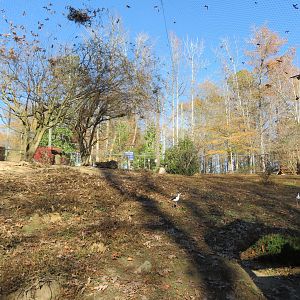 North American Aviary