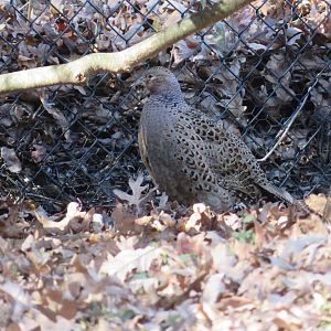 Ring-necked Pheasant