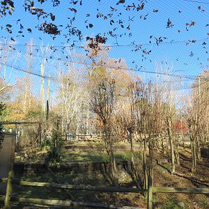 Red-legged Seriema Aviary