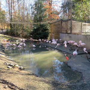 Chilean Flamingo Pond