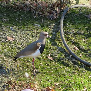 Southern Lapwing