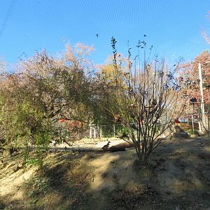 South American Aviary