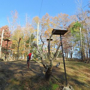South American Aviary