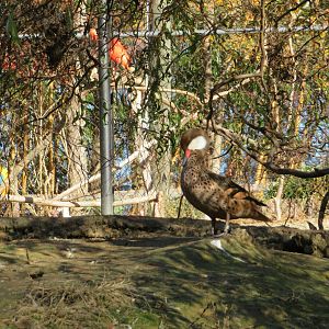 White-cheeked Pintail