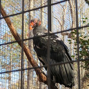 King Vulture