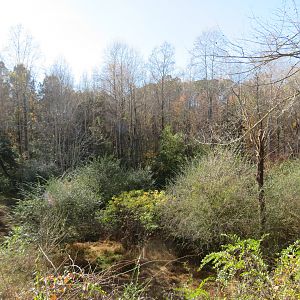View from Nature Gazebo