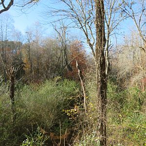 View from Nature Gazebo
