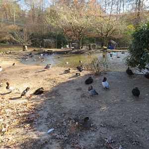 Assorted Waterfowl
