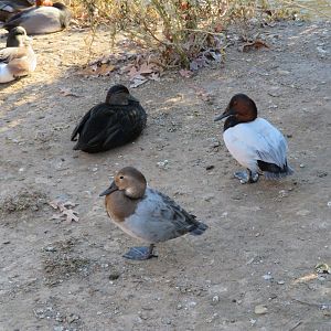 Assorted Waterfowl